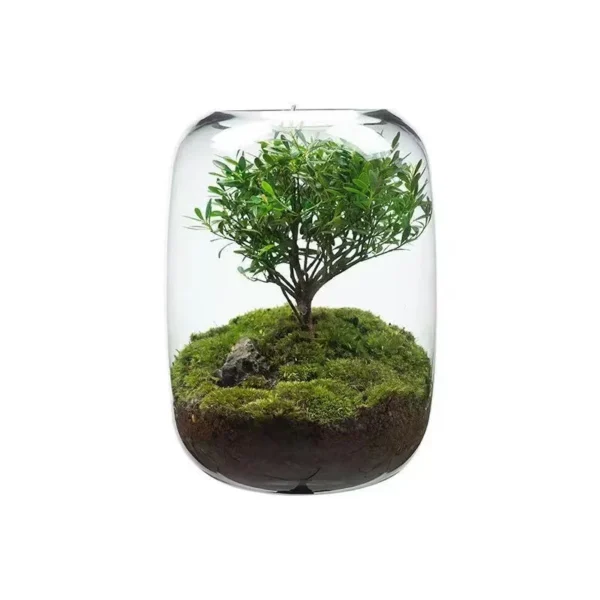 Moss Micro Landscape in the Tree of Life - Image 4
