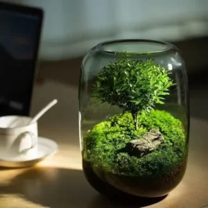 Moss Micro Landscape in the Tree of Life