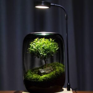 Gift for Girls and Boys Micro Landscape Ecological Bottle Moss Creative Desktop Finished Bonsai Good for Nourishing Fresh Green Plants Potted Plants