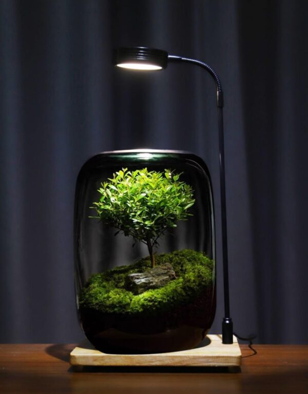 Gift for Girls and Boys Micro Landscape Ecological Bottle Moss Creative Desktop Finished Bonsai Good for Nourishing Fresh Green Plants Potted Plants