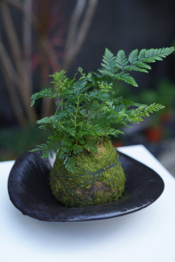 Micro landscape handmade DIY stress relieving crafts, suitable for offices, homes, desktops, green plants, and gift giving - Image 6