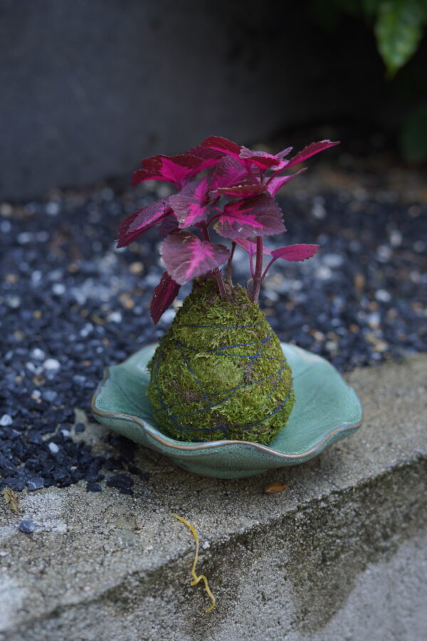 Micro landscape handmade DIY stress relieving crafts, suitable for offices, homes, desktops, green plants, and gift giving - Image 7