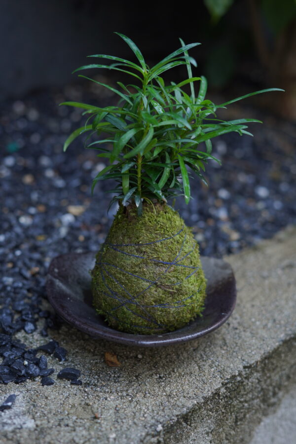 Micro landscape handmade DIY stress relieving crafts, suitable for offices, homes, desktops, green plants, and gift giving - Image 6