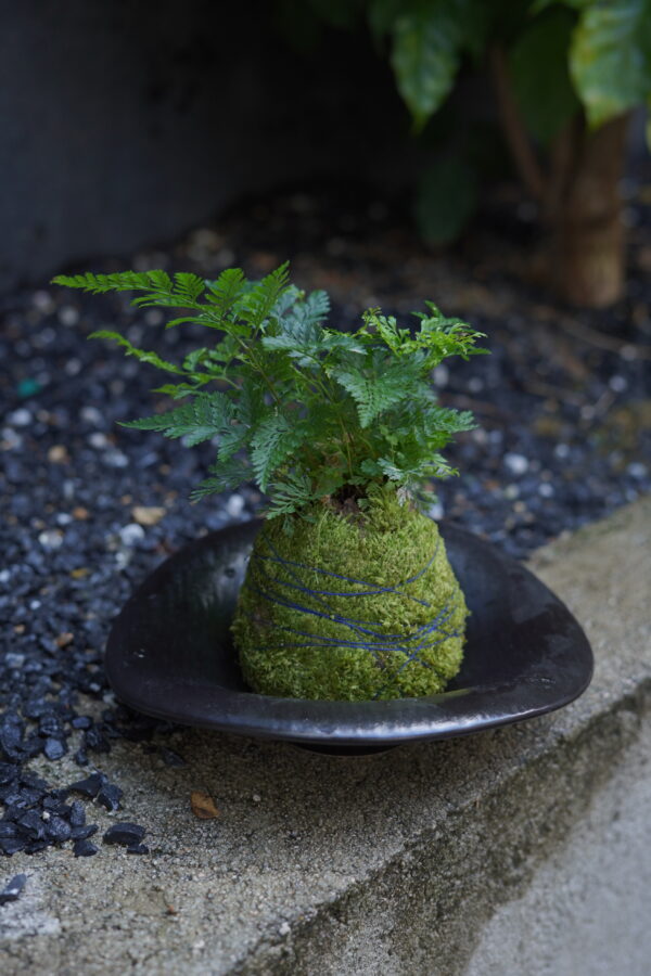 Micro landscape handmade DIY stress relieving crafts, suitable for offices, homes, desktops, green plants, and gift giving - Image 5