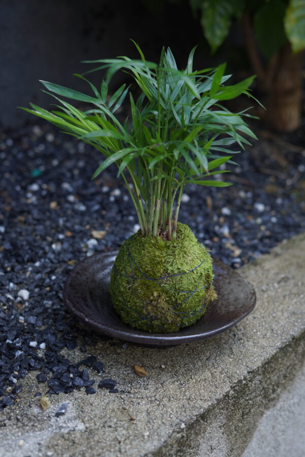 Micro landscape handmade DIY stress relieving crafts, suitable for offices, homes, desktops, green plants, and gift giving - Image 5