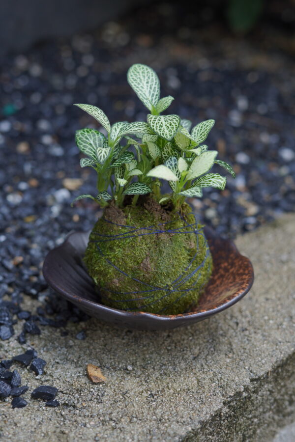 Micro landscape handmade DIY stress relieving crafts, suitable for offices, homes, desktops, green plants, and gift giving - Image 6