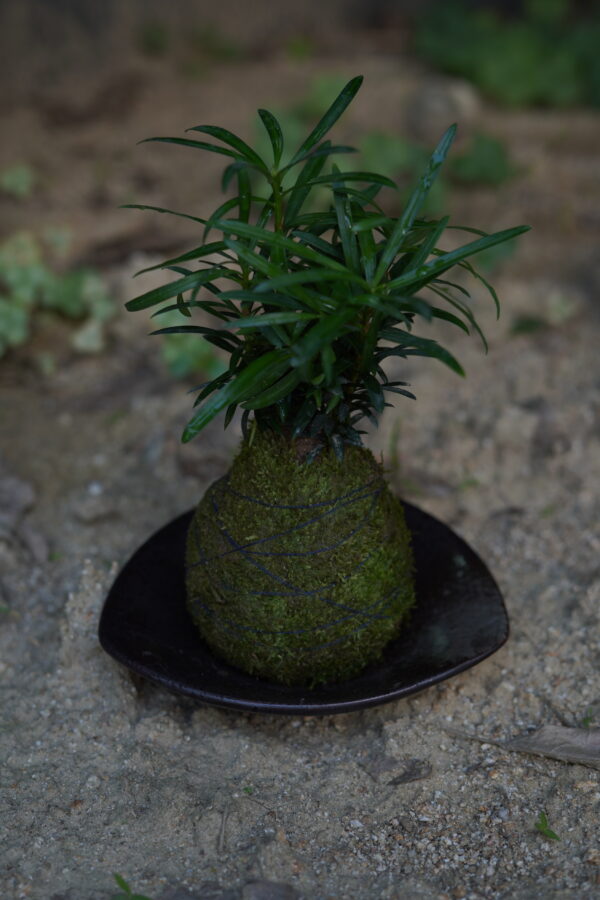 Micro landscape handmade DIY stress relieving crafts, suitable for offices, homes, desktops, green plants, and gift giving - Image 5