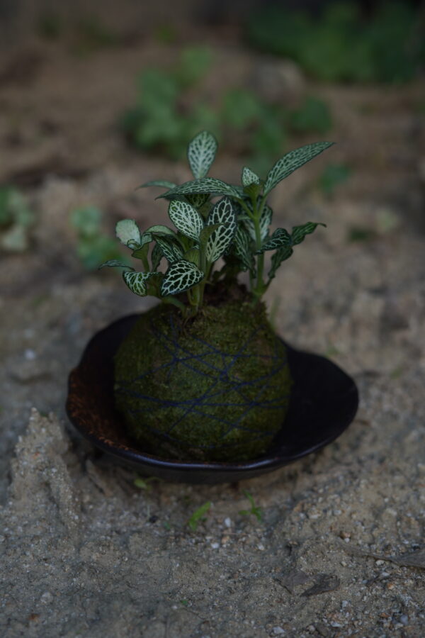 Micro landscape handmade DIY stress relieving crafts, suitable for offices, homes, desktops, green plants, and gift giving - Image 5