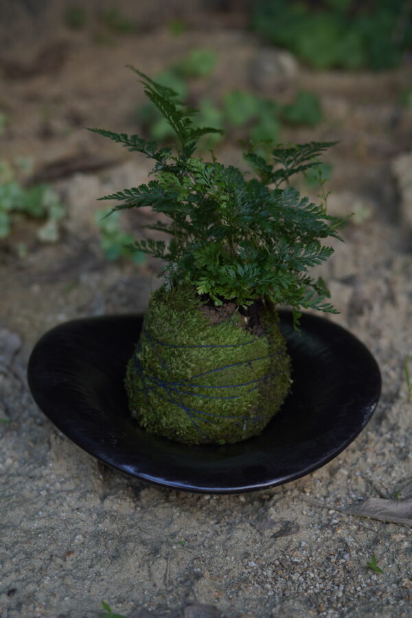 Micro landscape handmade DIY stress relieving crafts, suitable for offices, homes, desktops, green plants, and gift giving - Image 4