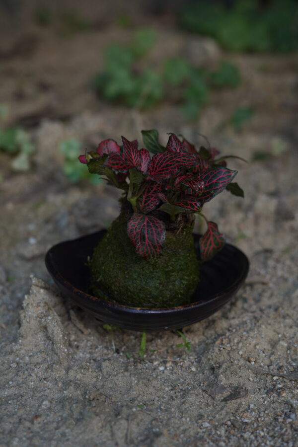 Micro landscape handmade DIY stress relieving crafts, suitable for offices, homes, desktops, green plants, and gift giving - Image 4