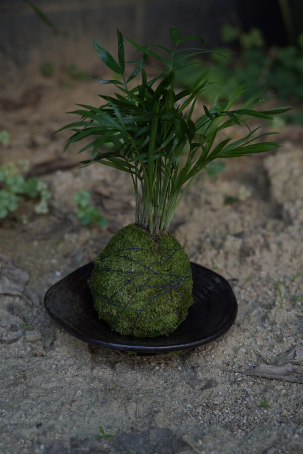 Micro landscape handmade DIY stress relieving crafts, suitable for offices, homes, desktops, green plants, and gift giving - Image 4