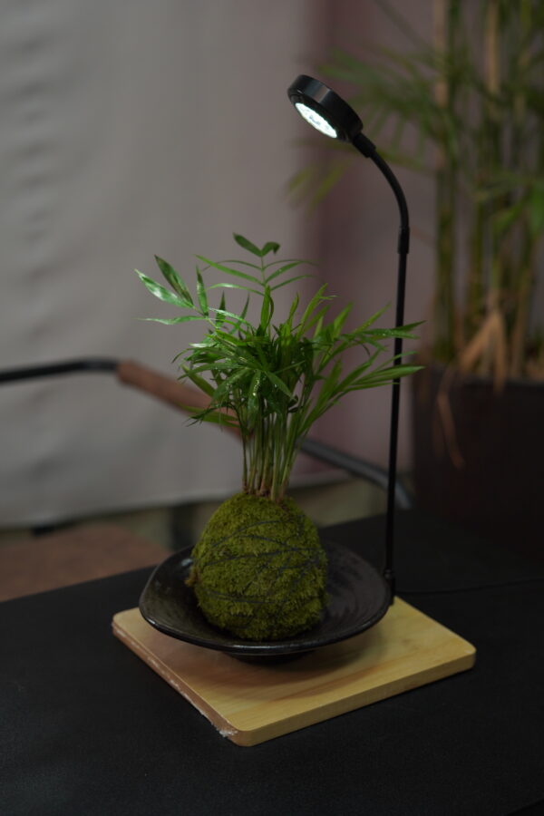 Micro landscape handmade DIY stress relieving crafts, suitable for offices, homes, desktops, green plants, and gift giving - Image 3