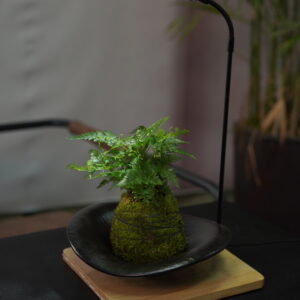 Micro landscape handmade DIY stress relieving crafts, suitable for offices, homes, desktops, green plants, and gift giving