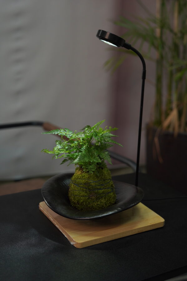 Micro landscape handmade DIY stress relieving crafts, suitable for offices, homes, desktops, green plants, and gift giving
