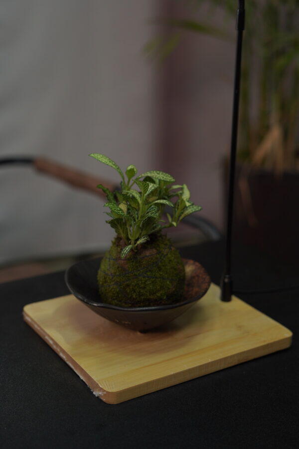 Micro landscape handmade DIY stress relieving crafts, suitable for offices, homes, desktops, green plants, and gift giving - Image 4