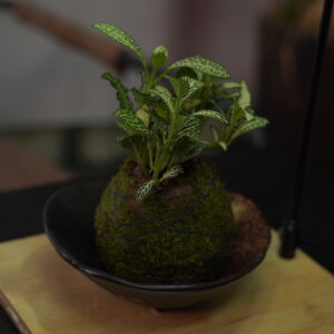 Micro landscape handmade DIY stress relieving crafts, suitable for offices, homes, desktops, green plants, and gift giving