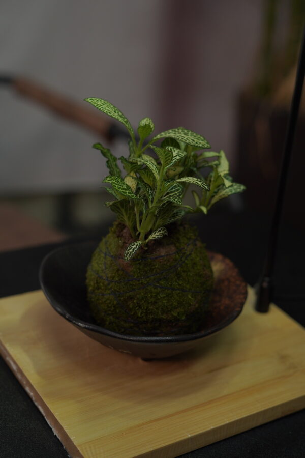 Micro landscape handmade DIY stress relieving crafts, suitable for offices, homes, desktops, green plants, and gift giving