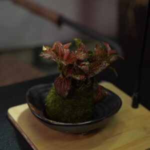 Micro landscape handmade DIY stress relieving crafts, suitable for offices, homes, desktops, green plants, and gift giving