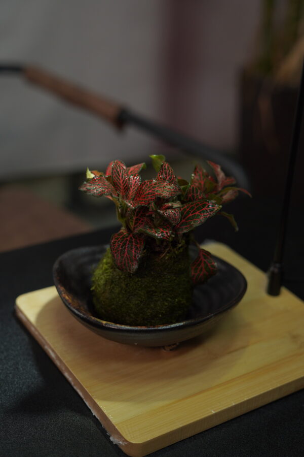 Micro landscape handmade DIY stress relieving crafts, suitable for offices, homes, desktops, green plants, and gift giving