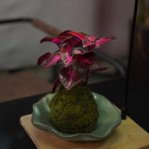 Micro landscape handmade DIY stress relieving crafts, suitable for offices, homes, desktops, green plants, and gift giving