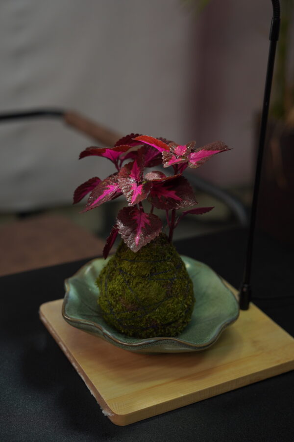 Micro landscape handmade DIY stress relieving crafts, suitable for offices, homes, desktops, green plants, and gift giving
