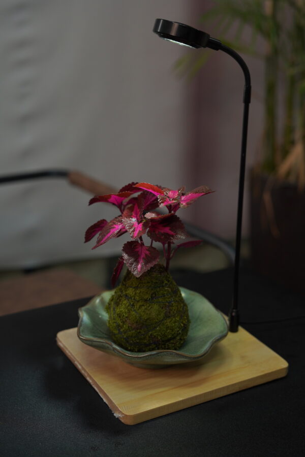 Micro landscape handmade DIY stress relieving crafts, suitable for offices, homes, desktops, green plants, and gift giving - Image 4