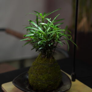 Micro landscape handmade DIY stress relieving crafts, suitable for offices, homes, desktops, green plants, and gift giving