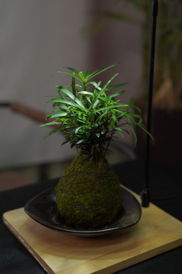 Micro landscape handmade DIY stress relieving crafts, suitable for offices, homes, desktops, green plants, and gift giving