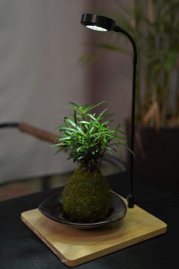 Micro landscape handmade DIY stress relieving crafts, suitable for offices, homes, desktops, green plants, and gift giving - Image 4