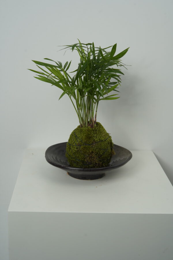 Micro landscape handmade DIY stress relieving crafts, suitable for offices, homes, desktops, green plants, and gift giving - Image 2