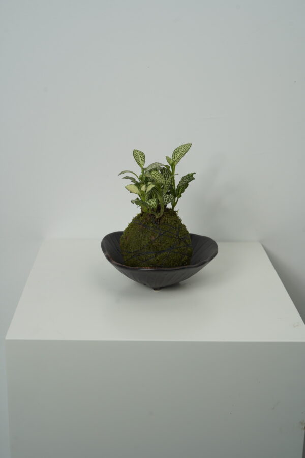 Micro landscape handmade DIY stress relieving crafts, suitable for offices, homes, desktops, green plants, and gift giving - Image 3
