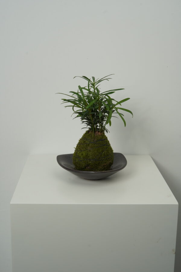 Micro landscape handmade DIY stress relieving crafts, suitable for offices, homes, desktops, green plants, and gift giving - Image 3