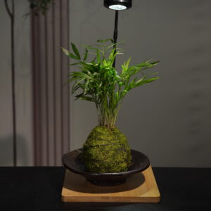 Micro landscape handmade DIY stress relieving crafts, suitable for offices, homes, desktops, green plants, and gift giving