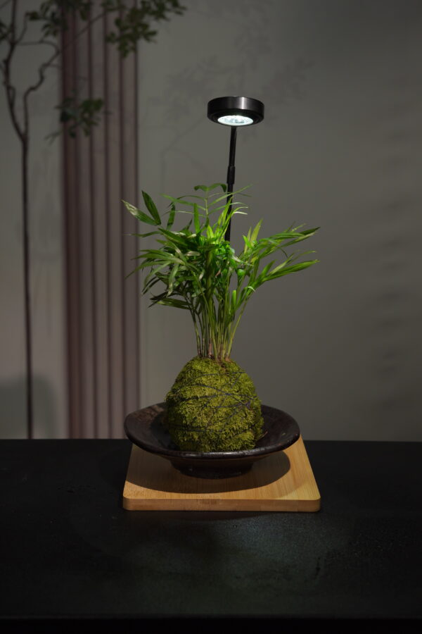 Micro landscape handmade DIY stress relieving crafts, suitable for offices, homes, desktops, green plants, and gift giving