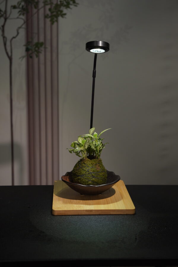 Micro landscape handmade DIY stress relieving crafts, suitable for offices, homes, desktops, green plants, and gift giving - Image 2