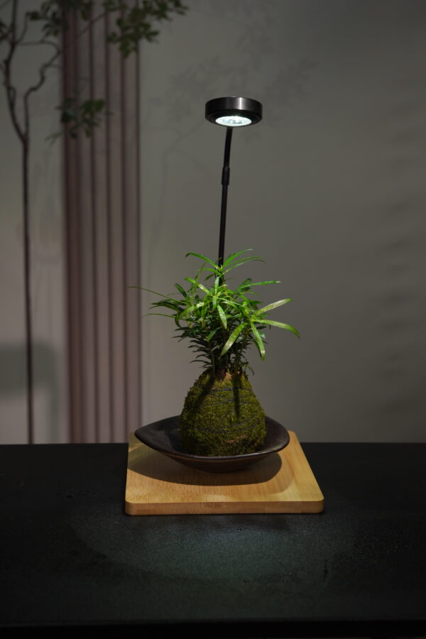 Micro landscape handmade DIY stress relieving crafts, suitable for offices, homes, desktops, green plants, and gift giving - Image 2