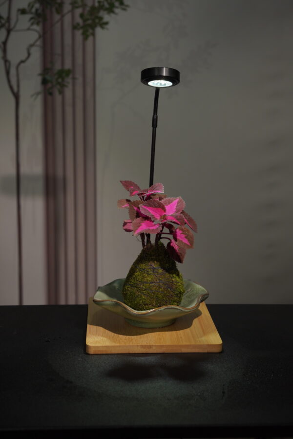 Micro landscape handmade DIY stress relieving crafts, suitable for offices, homes, desktops, green plants, and gift giving - Image 2