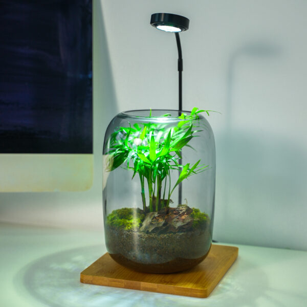 Micro landscape handmade DIY stress relieving crafts, suitable for offices, homes, desktops, green plants, and gift giving - Image 3