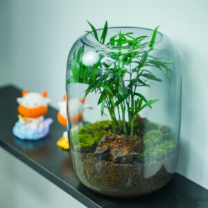 Micro landscape handmade DIY stress relieving crafts, suitable for offices, homes, desktops, green plants, and gift giving