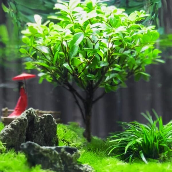 【 Tree of Life 】 Moss Micro Landscape Ecological Bottle Desktop Ecological Bottle Landscape Creative Green Plant Office Desktop - Image 6