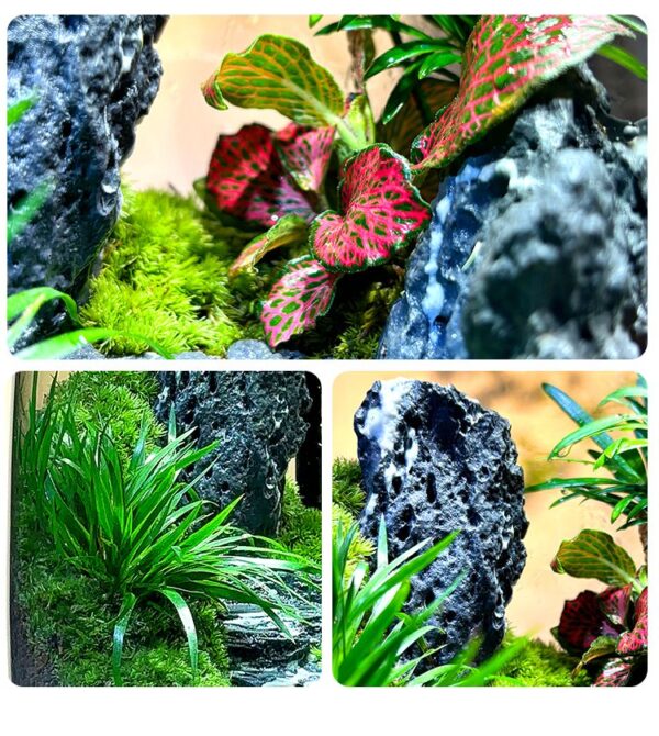 The Road to Success Ecological Bottle Moss Creative Micro Landscape Desktop Potted Plants Office Green Plants Moss Landscape Tank - Image 4